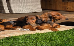 Dachshund dogs for sale: Red long-haired standard dachshund puppies - Image 24
