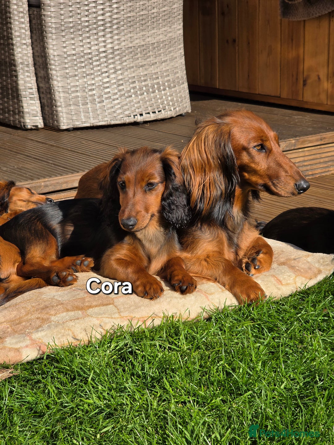 Dachshund dogs for sale: Red long-haired standard dachshund puppies - Image 24