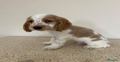 Cocker Spaniel dogs - Advert 4