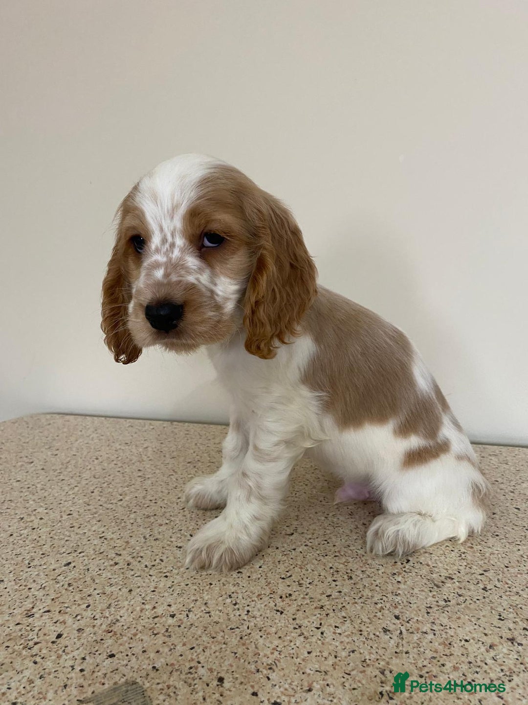 Cocker Spaniel dogs for sale:  show type spaniel puppies health tested parents  - Image 9
