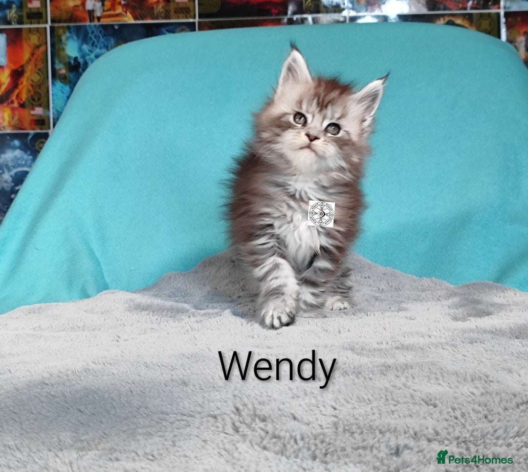 Maine Coon cats for sale: Pair of kittens / RESERVED - Advert 2