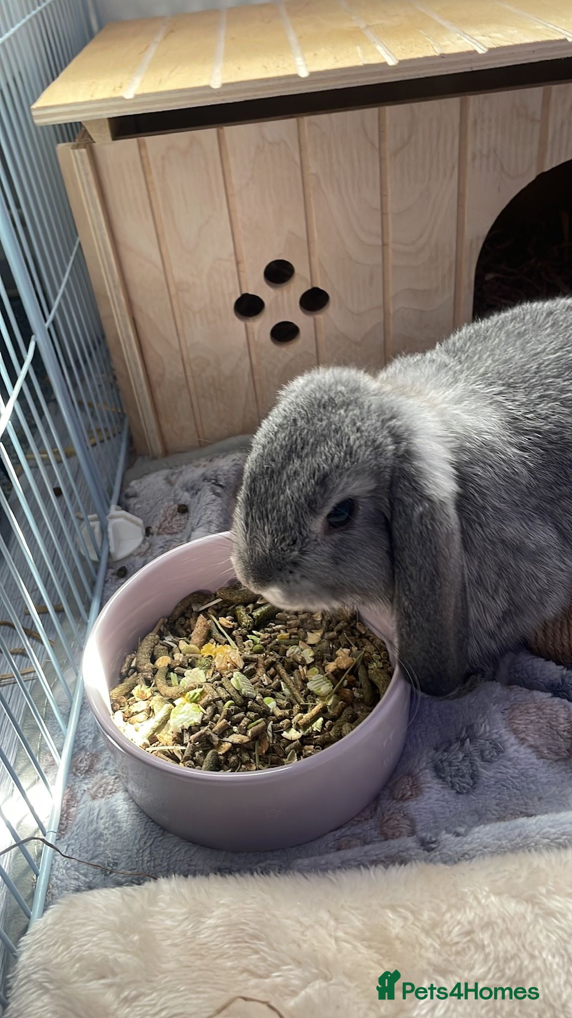 Dwarf Lop rabbits 2 male dwarf lops - Advert 2
