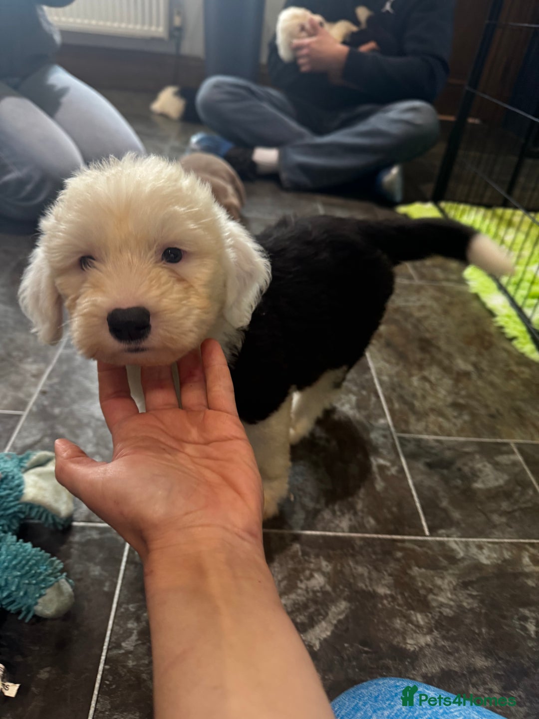 Old English Sheepdog dogs for sale: Extensively health tested KC registered OES  - Advert 7