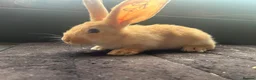 Continental Giant rabbits for sale: Continental giants  - Advert 2