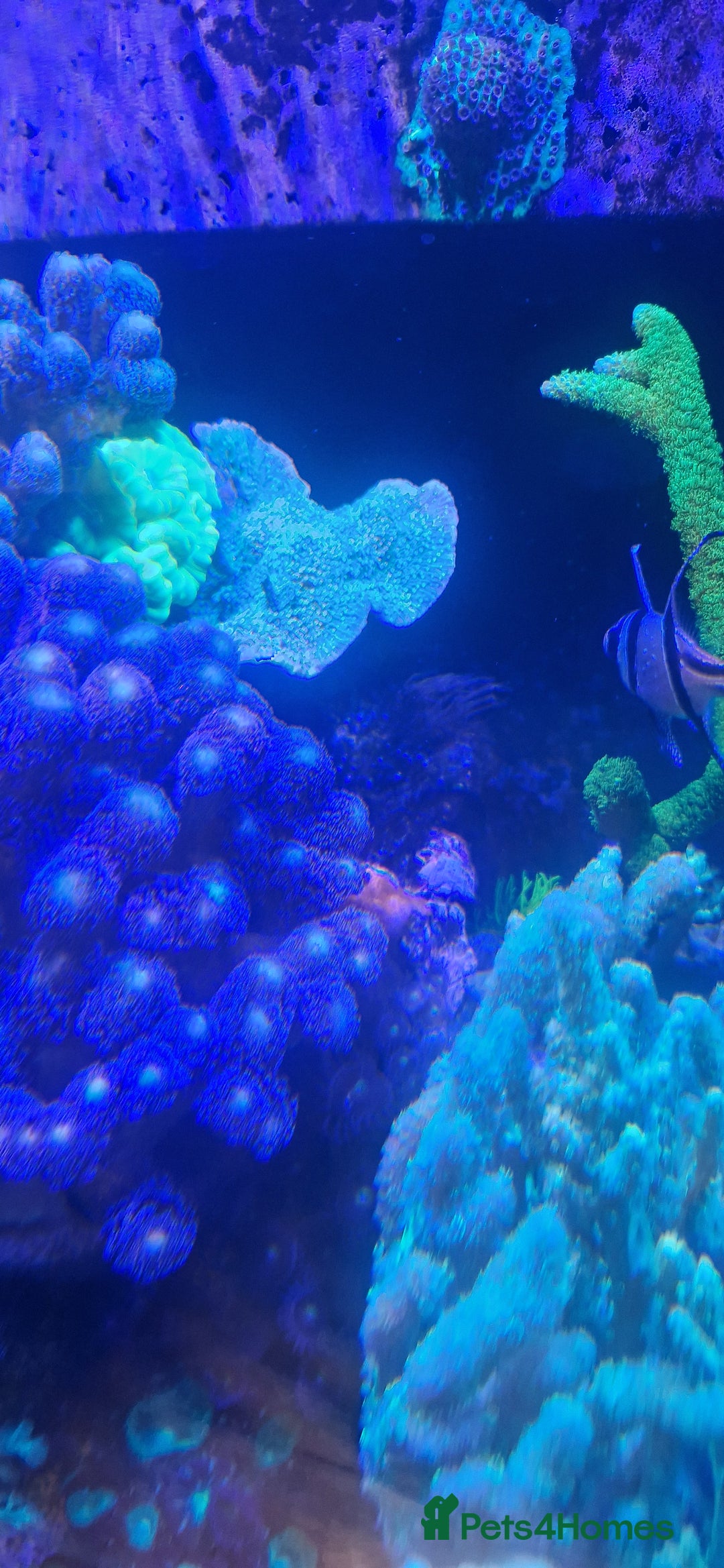 Other/Mixed Breed fish for sale: Beautiful mature reeftank - Image 6