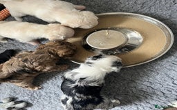 Mixed Breed dogs for sale: Gorgeous little Peekapoo’s - Image 8