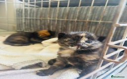 Mixed Breed cats for sale: tortoise shell female - Image 3