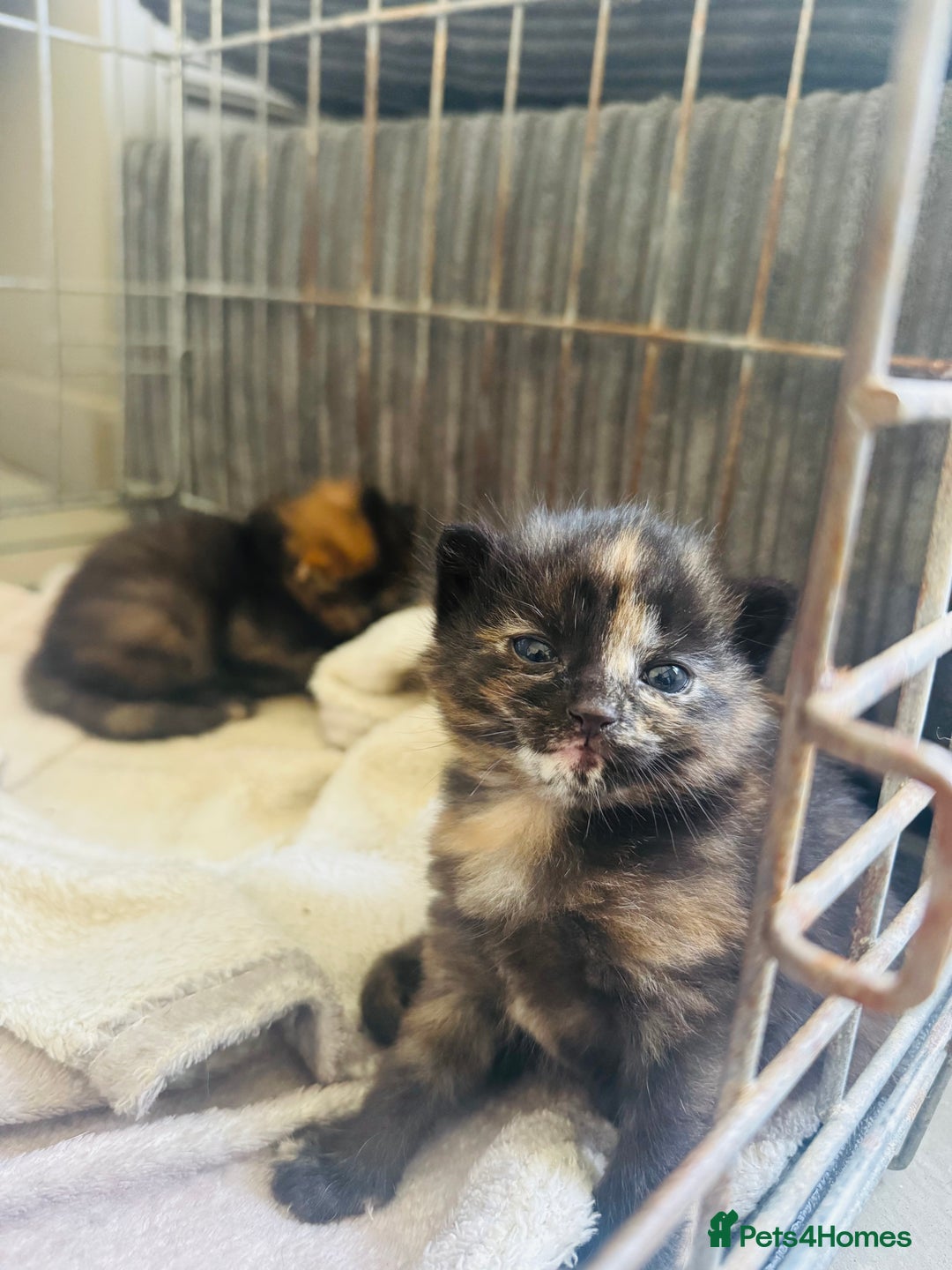 Mixed Breed cats for sale: tortoise shell female - Image 3