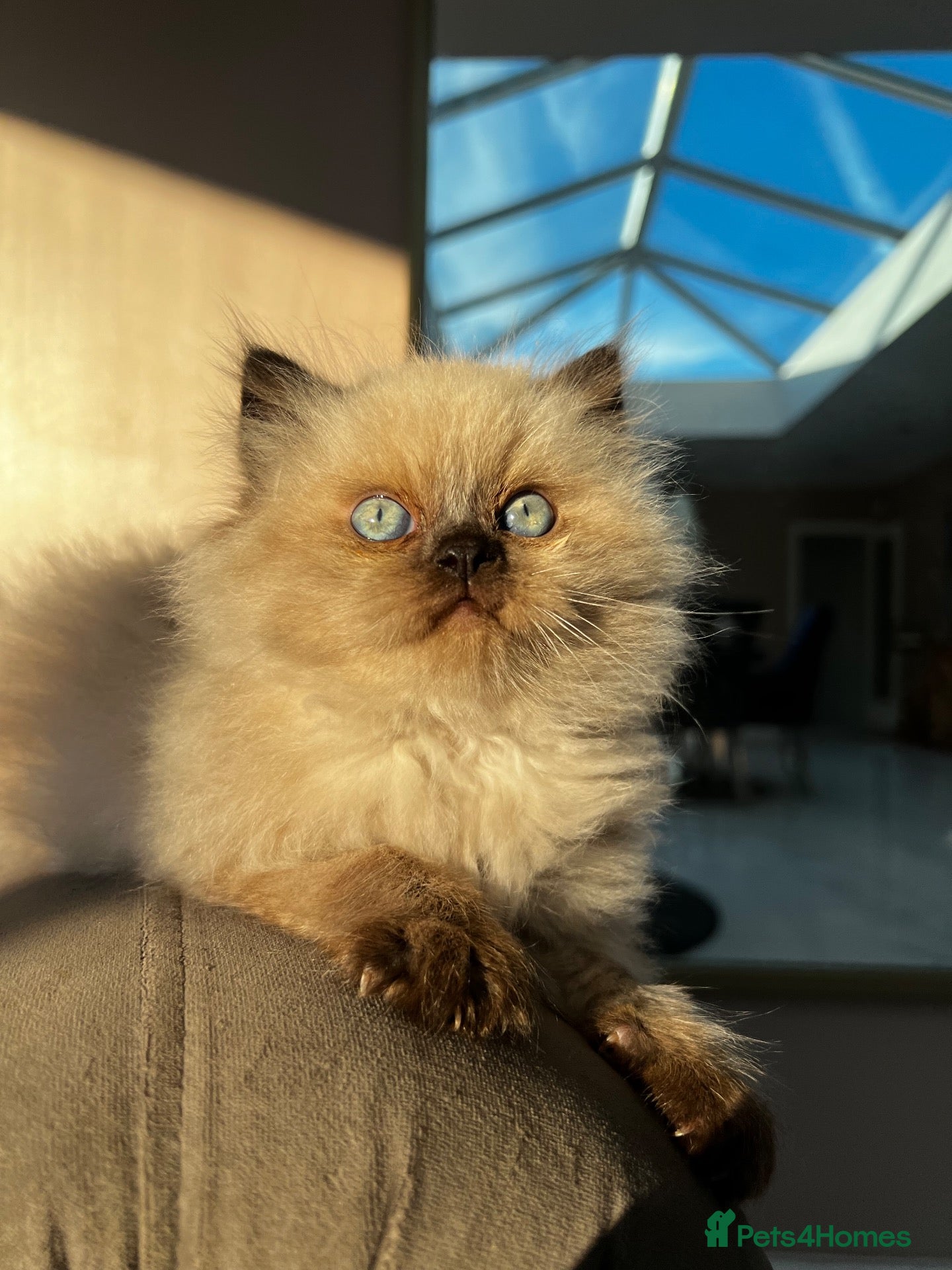 Persian cats Persian kittens for sale, ready now - Advert 10