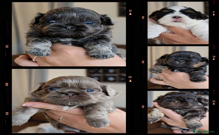 Shih Tzu dogs - Advert 2