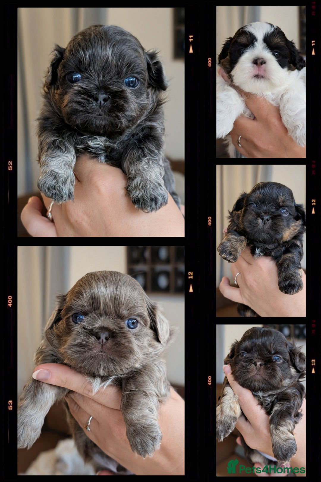 Tzu Colors Black Brindle Shih Tzu Brindle Shih Poo Shih Tzu