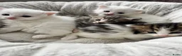 Siberian cats for sale: Four Fluffy kittens - Advert 17