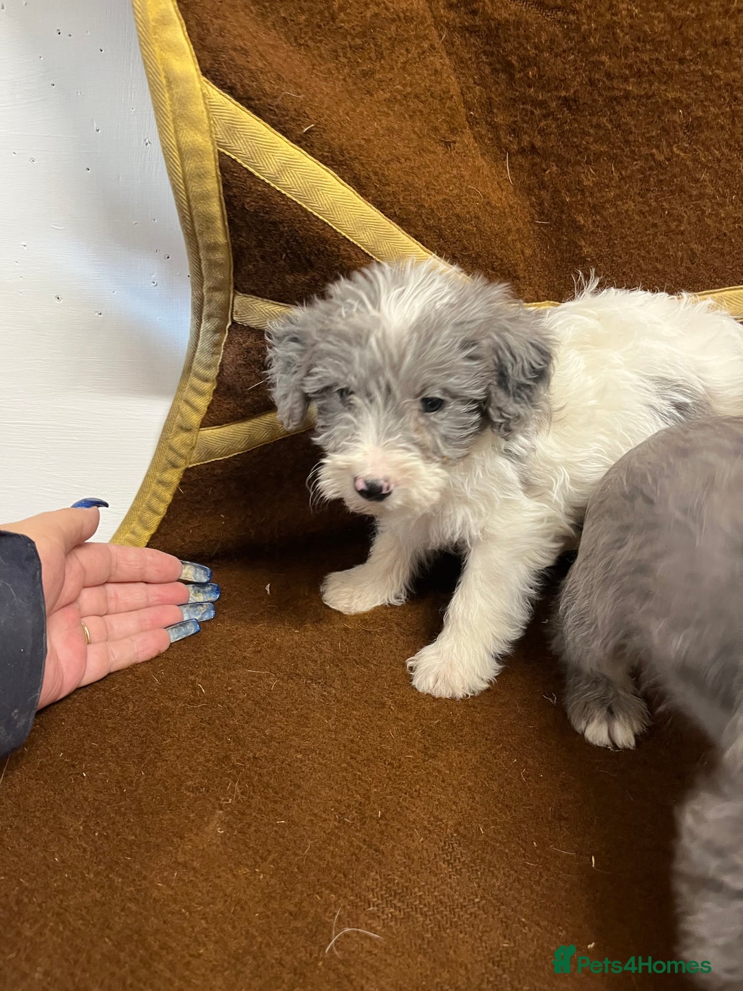 Jackapoo dogs for sale: Beautiful Jackapoo Puppies, READY NOW - Image 8