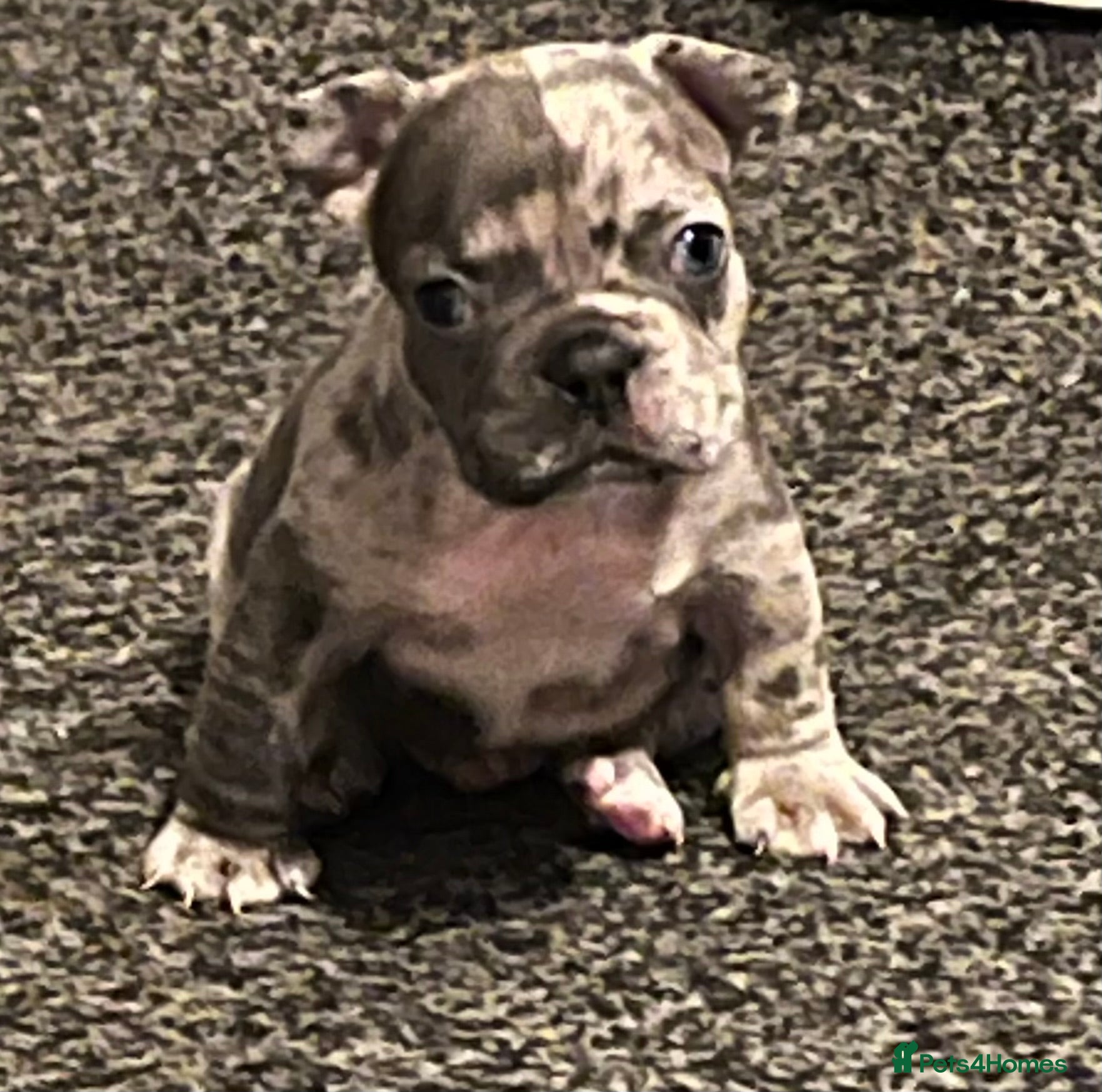 French Bulldog dogs 1 Beautiful french bulldog male puppy available  - Advert 3