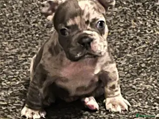 French Bulldog dogs 1 Beautiful french bulldog male puppy available - Advert 3