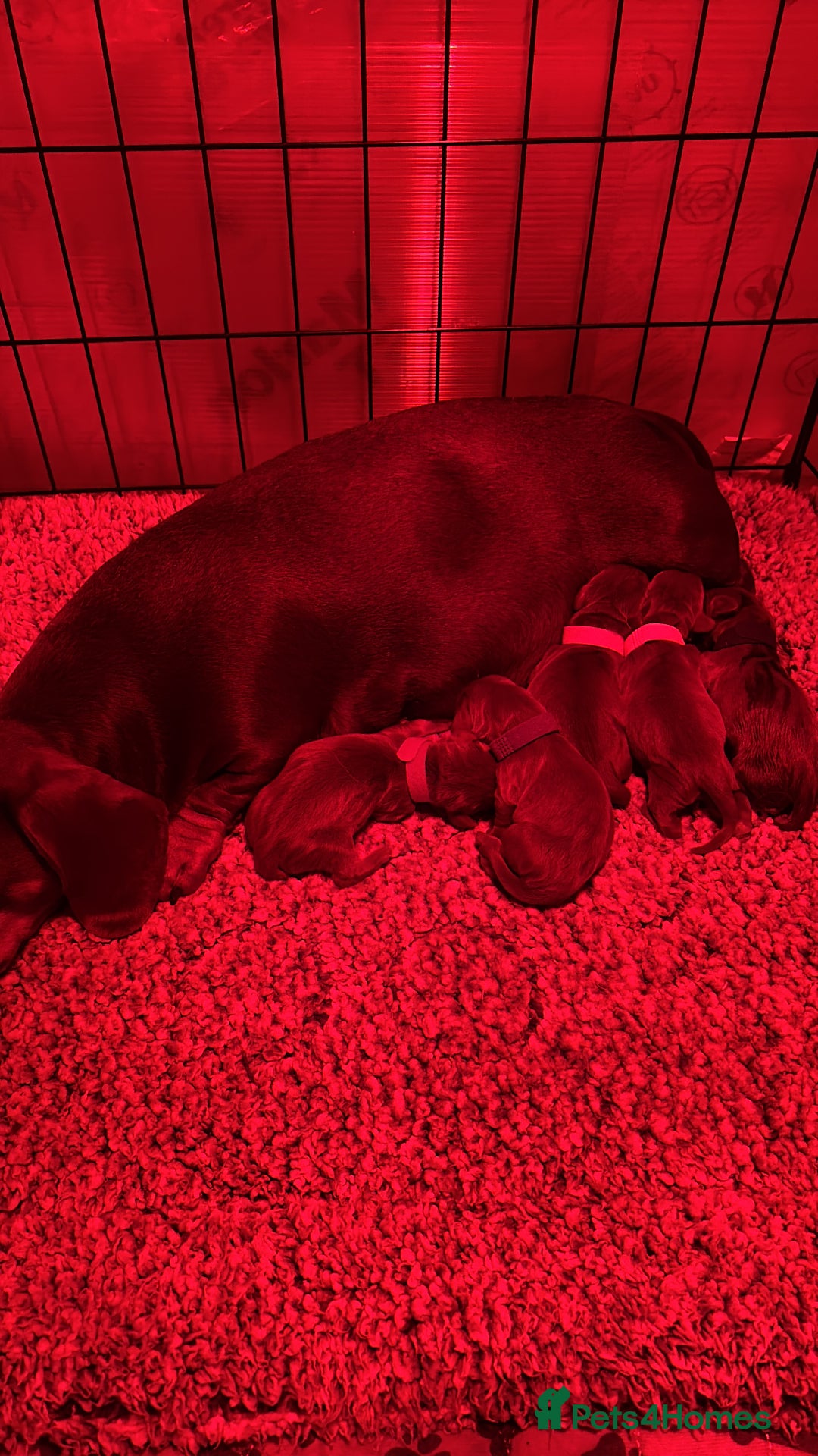 Miniature Dachshund dogs for sale: Stunning KC Reg chocolate/tan Dachshund puppies - Image 17