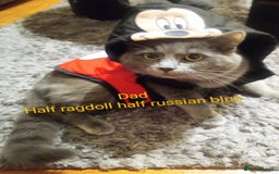 Ragdoll cats for sale: Ragdoll kittens  - Image 6