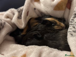 Guinea Pig rodents Two male guinea pigs - Advert 2