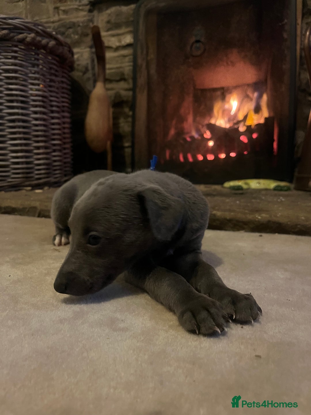 Whippet dogs for sale: Stunning Blue Whippet, white flecks  - Image 17