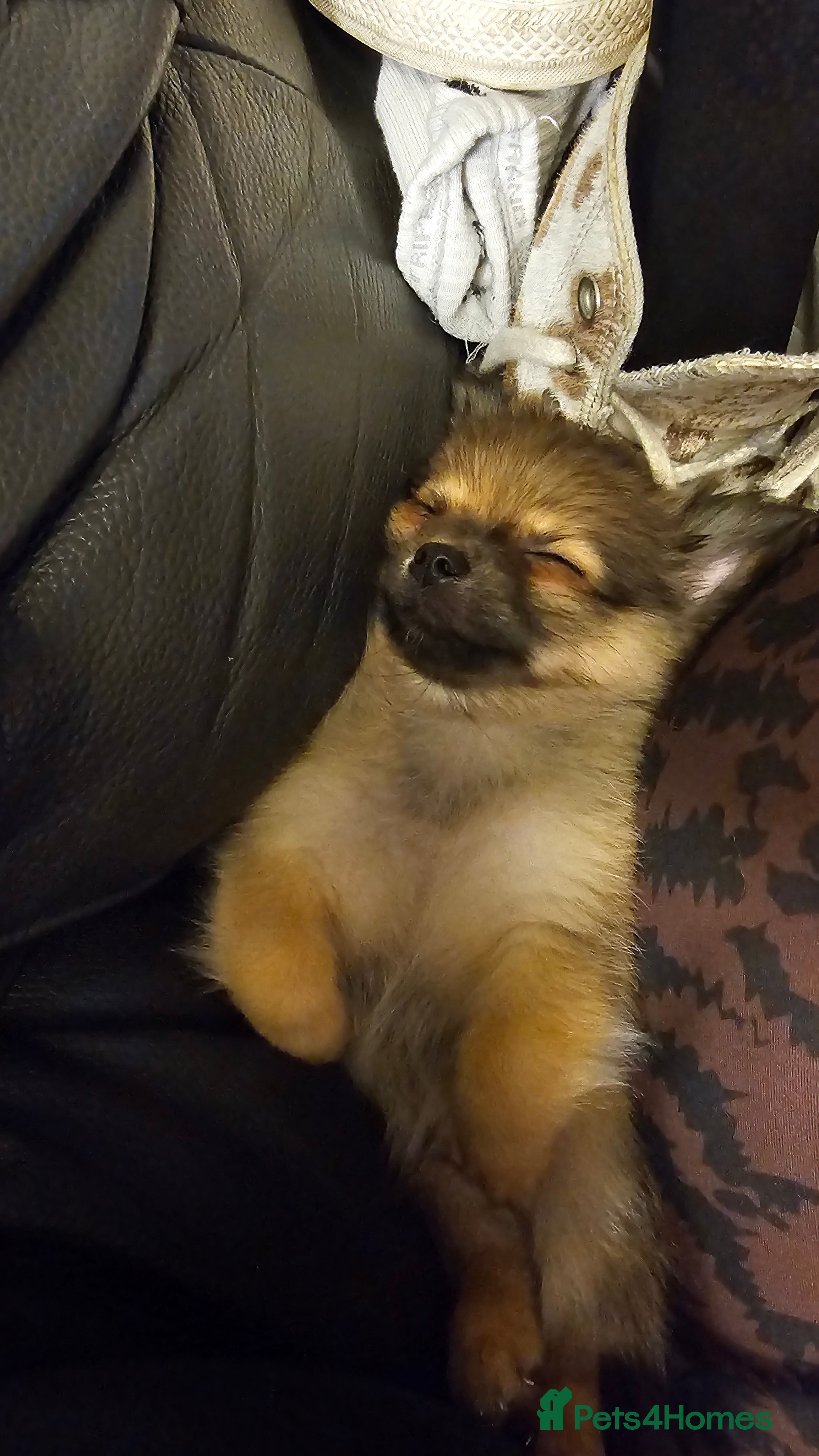 Pomchi dogs Tiny Pomchi Puppies,Raised in a Loving Family Home - Advert 2