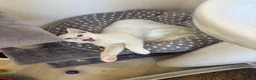 Domestic Shorthair cats for sale: White male kitten  in Leicester - Advert 10