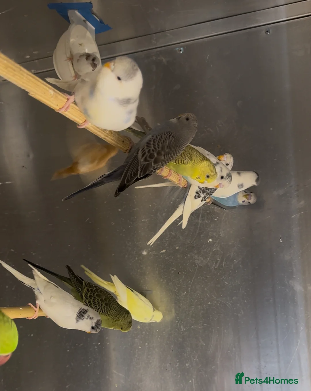 Budgerigars birds for sale: Budgies for sale  - Advert 1