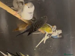 Budgerigars birds Budgies for sale - Advert 1