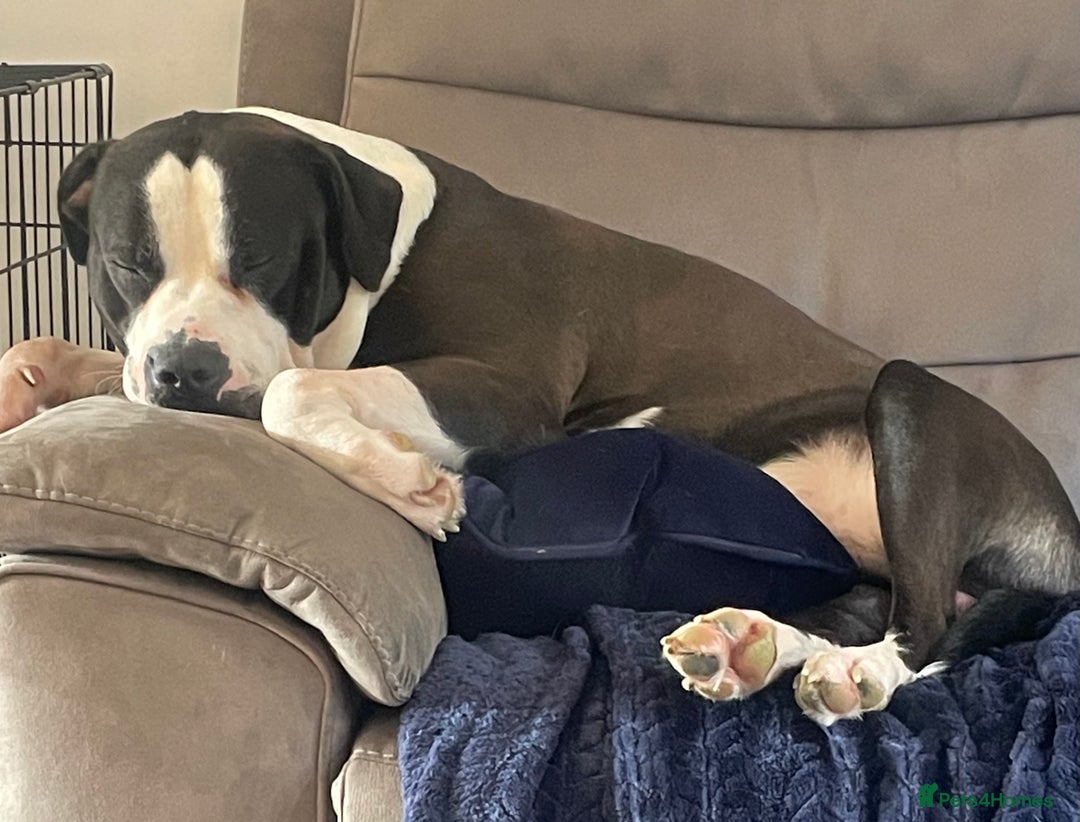 American Bulldog dogs for stud: American bulldog  - Image 8