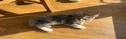 Maine Coon cats for sale: Beautiful Maine Coon Kittens – Born 19 June 2026 - Advert 13