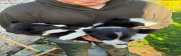 Border Collie dogs for sale: 3 gorgeous collie boy puppies  - Advert 2