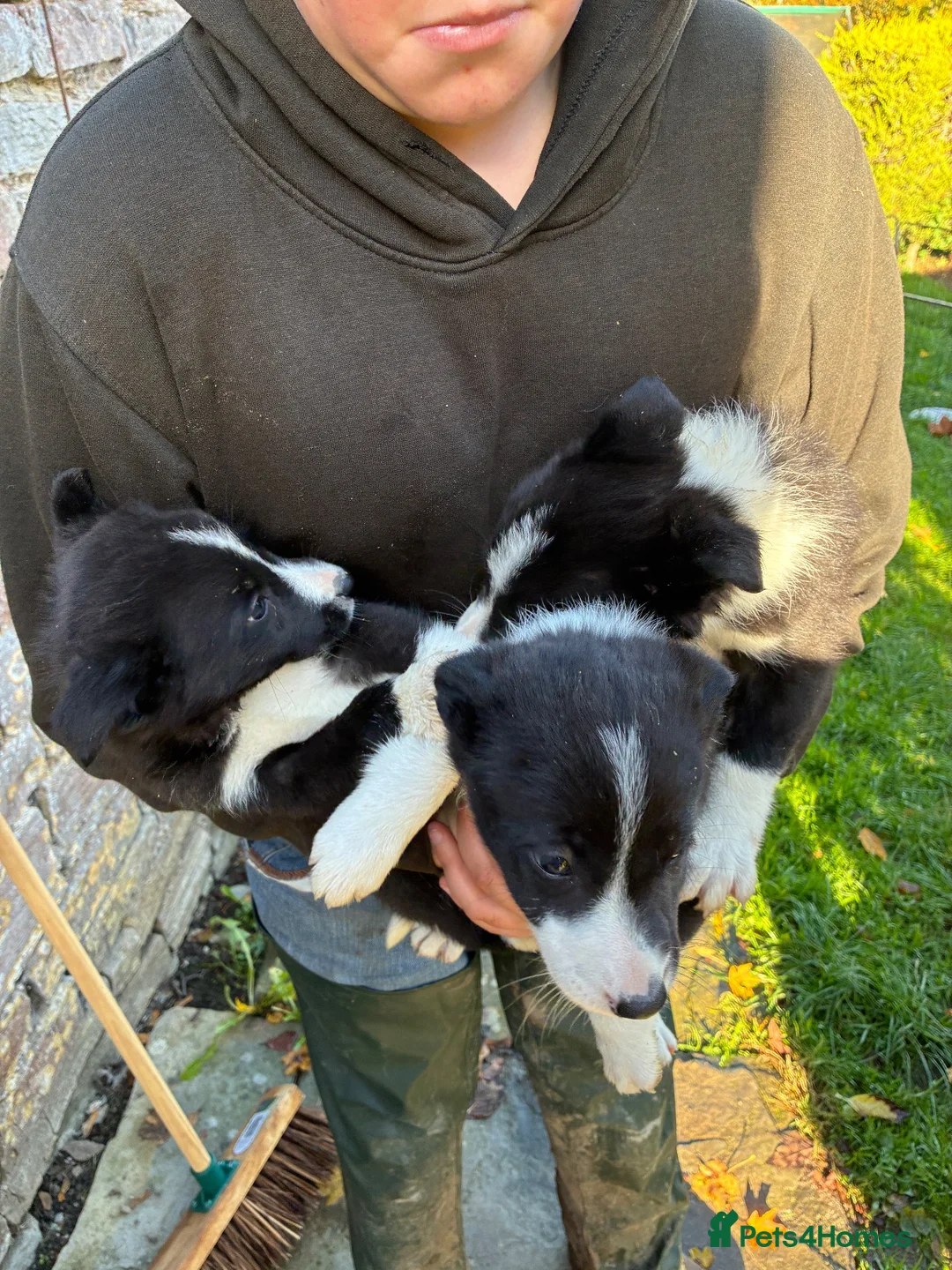 Border Collie dogs for sale: 3 gorgeous collie boy puppies  - Advert 2
