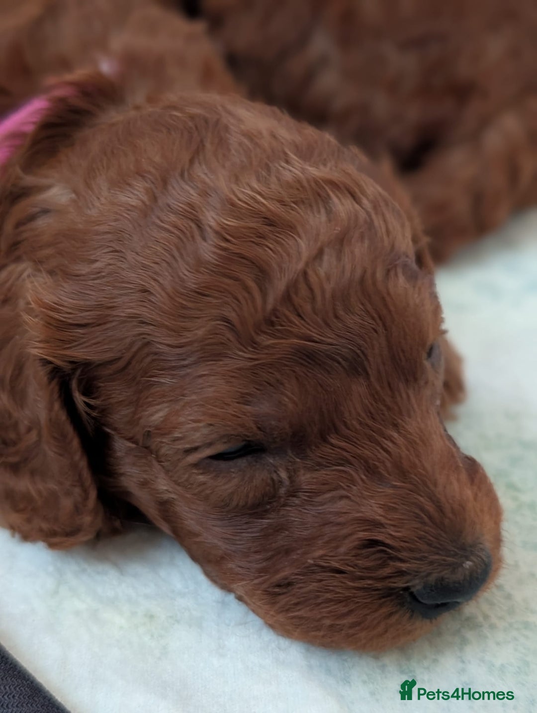 Miniature Poodle dogs for sale: Stunning red miniature poodle - Advert 25