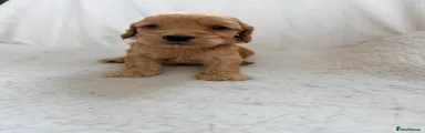 Purple puppy 