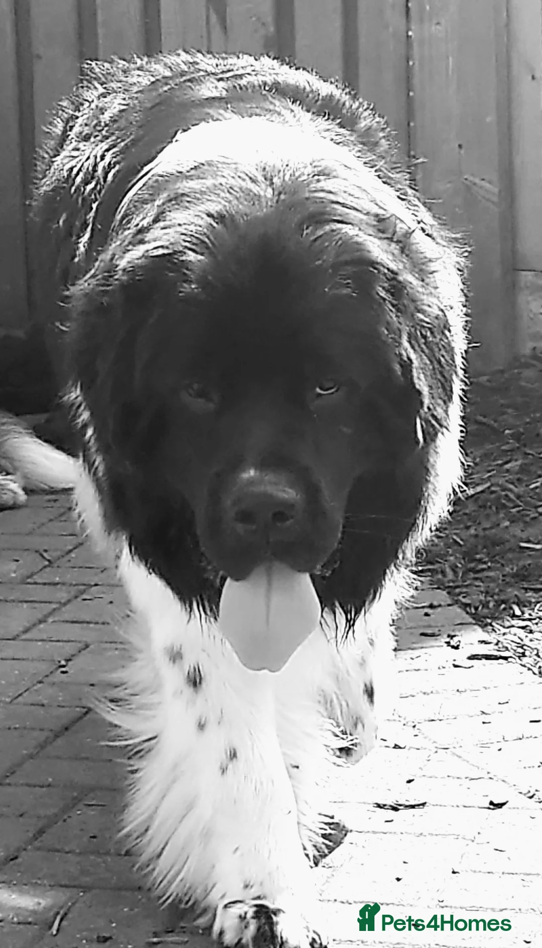 Newfoundland dogs for stud: KC registered health tested Landseer Newfoundland  in Ilkeston - Advert 17