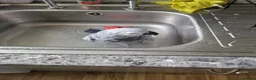 Parrots birds for sale: African gray  - Advert 4