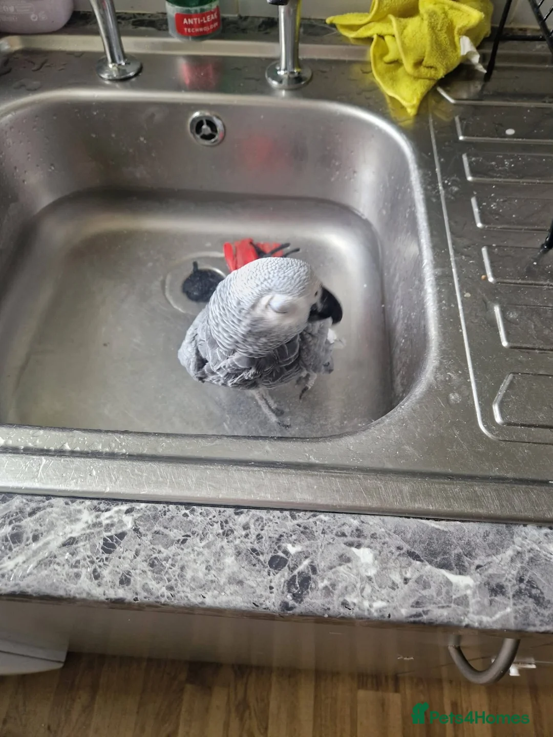 Parrots birds for sale: African gray  - Advert 4