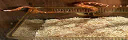 Corn Snake reptiles for sale: Red corn snake  in Oldham - Advert 2