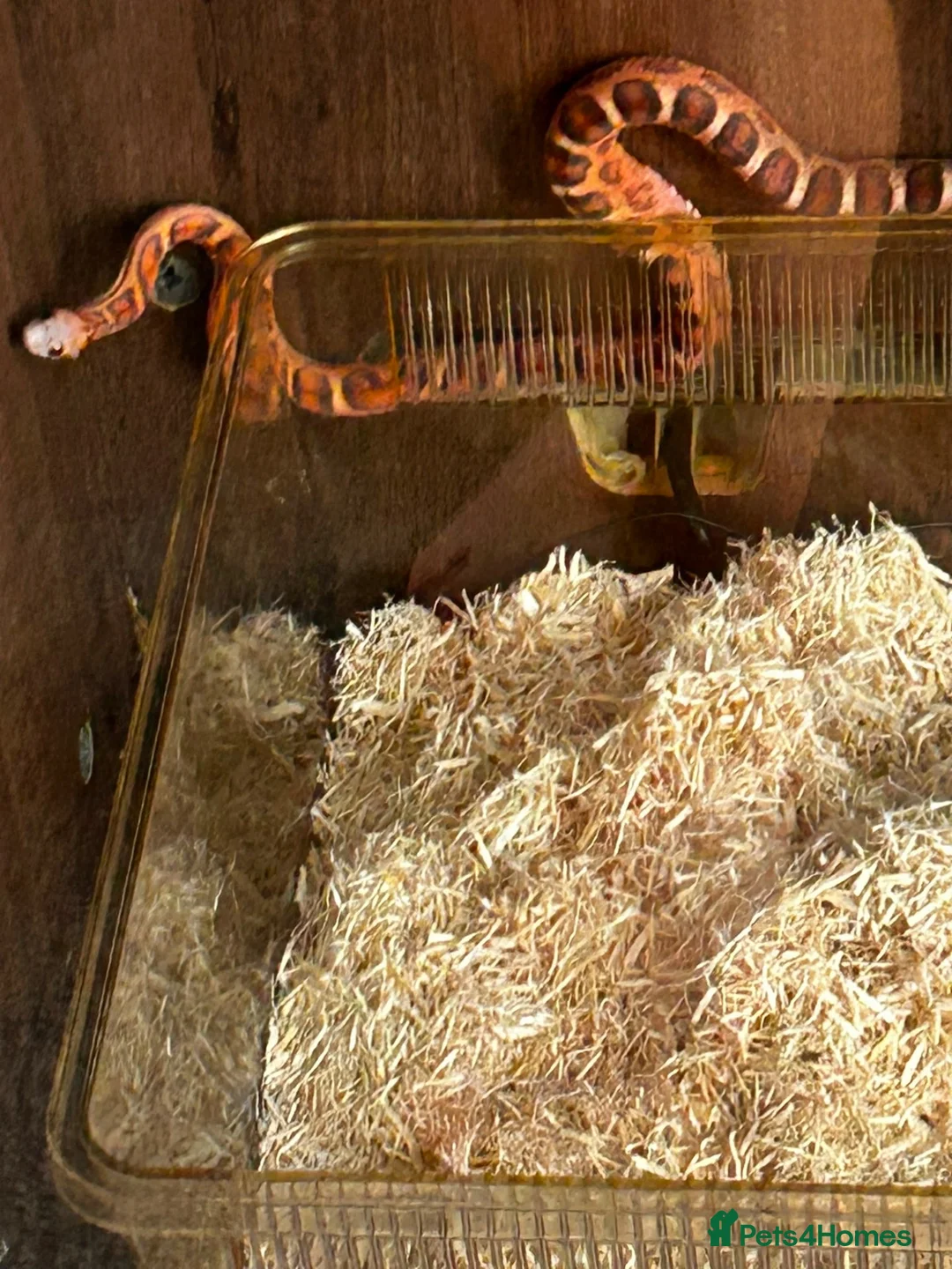 Corn Snake reptiles for sale: Red corn snake  in Oldham - Advert 2