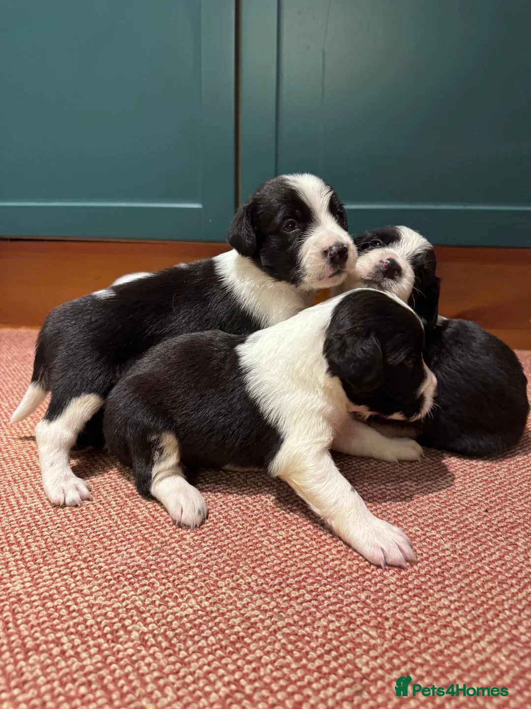 Sprollie dogs for sale: 3 beautiful sprollie pups - Image 1