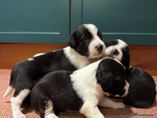 Sprollie dogs - Advert 24