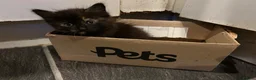 Mixed Breed cats for sale: Kittens for sale  - Advert 9