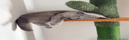 British Shorthair cats for stud: ✨ BSH Blue Carrier of Cinnamon and Fawn 🐾👑 - Advert 2
