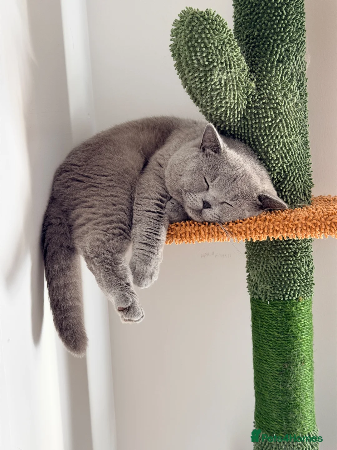 British Shorthair cats for stud: ✨ BSH Blue Carrier of Cinnamon and Fawn 🐾👑 - Advert 2