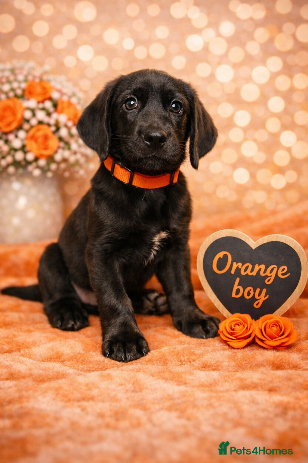 Labrador Retriever dogs KC Registered Labrador Puppies – Ready 14th March - Advert 2