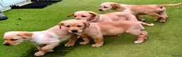 Goldador dogs for sale: Goldador puppies - Advert 30