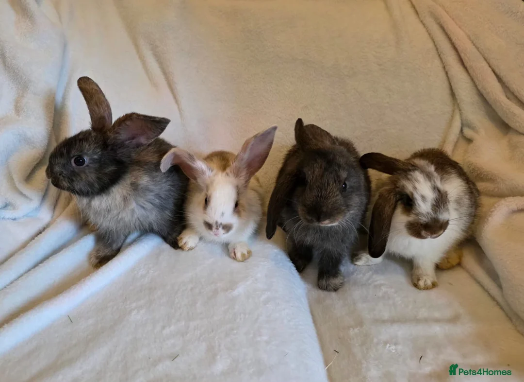 Mixed Breed rabbits for sale: Mixed giant breed rabbits in London - Advert 1