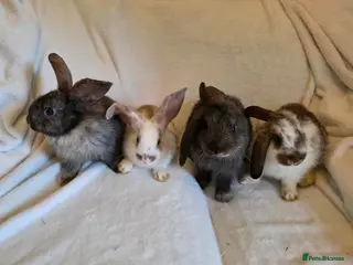 Mixed Breed rabbits Mixed giant breed rabbits - Advert 16