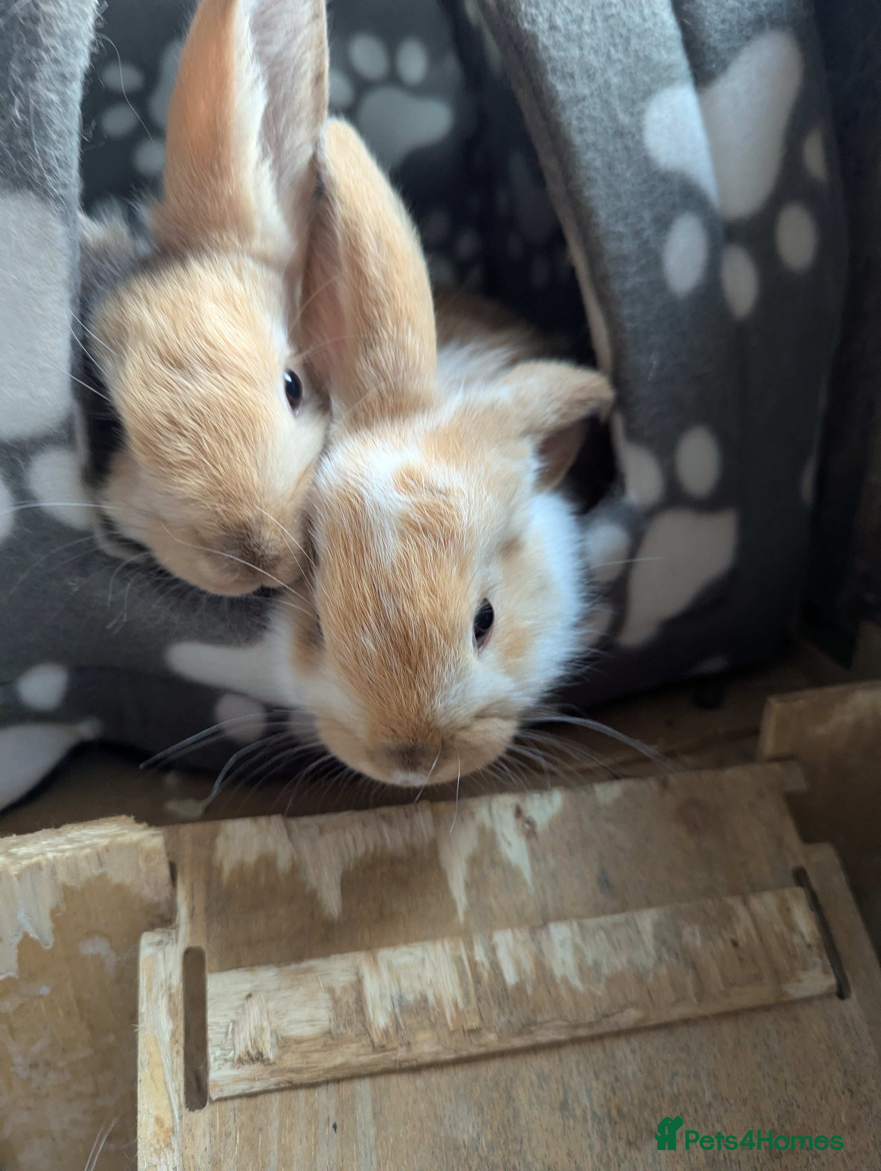 English Lop rabbits Lop mixed dot baby rabbits  - Advert 1