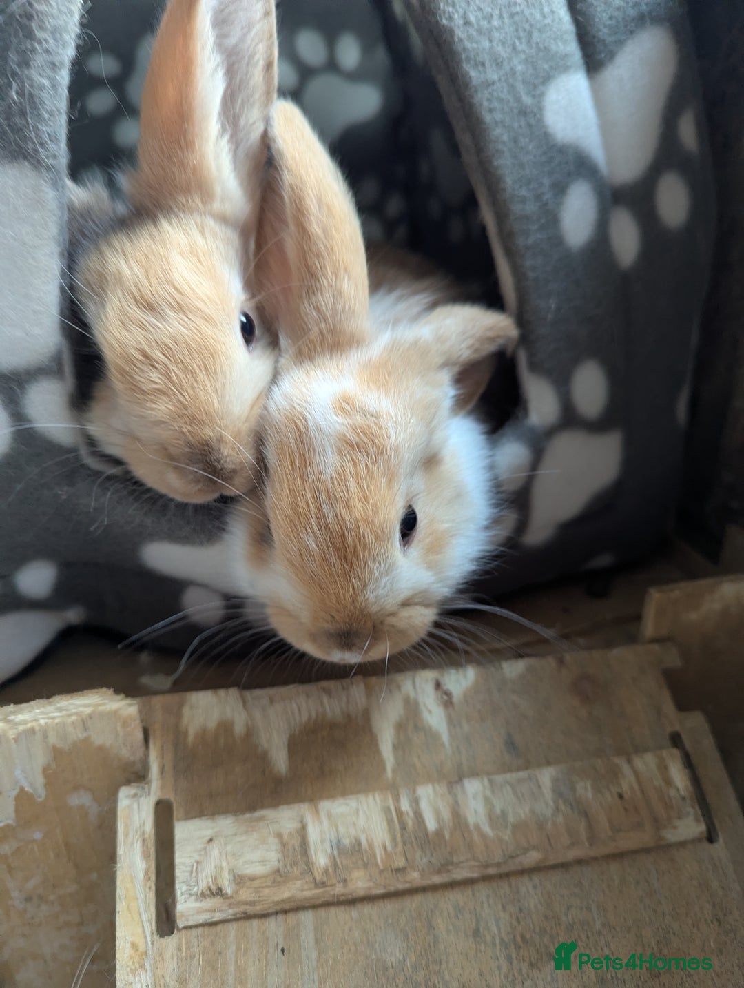 English Lop rabbits for sale: Lop mixed dot baby rabbits  - Advert 1