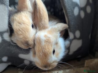 English Lop rabbits Lop mixed dot baby rabbits - Advert 2